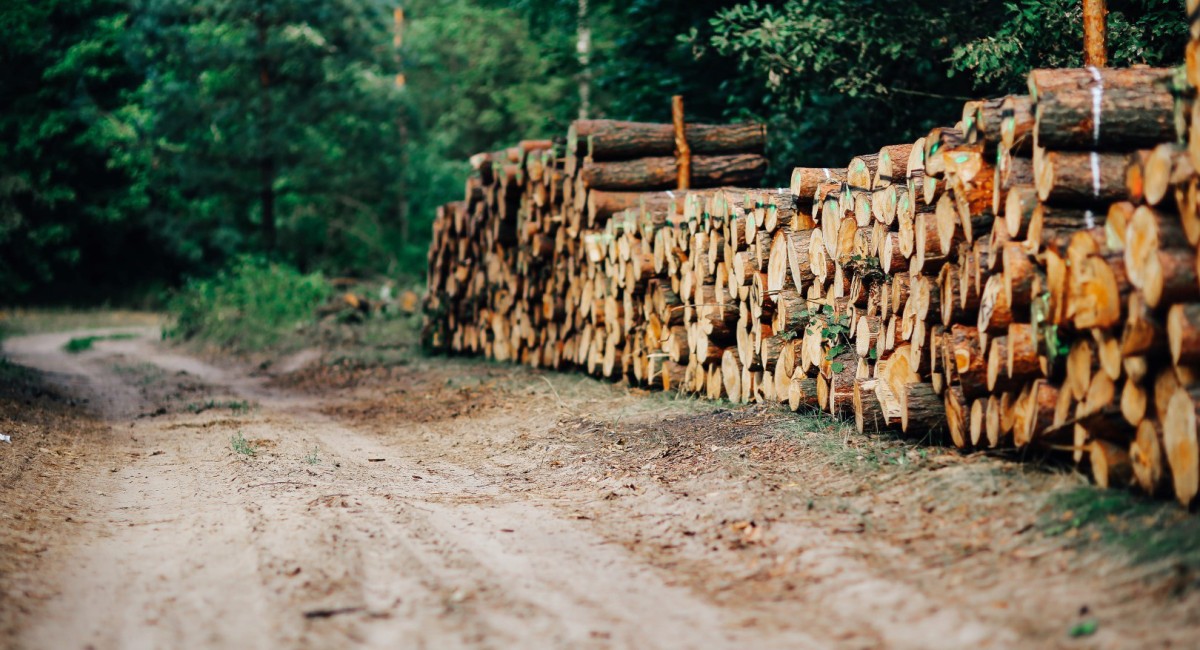 Basic Madera | Blog | ¿Por qué elegir un tablero de madera de pino radiata o pino insigne para tu proyecto?