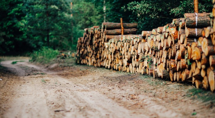 Basic Madera | Blog | ¿Por qué elegir un tablero de madera de pino radiata o pino insigne para tu proyecto?