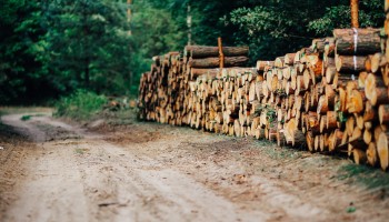 Basic Madera | Noticia blog | ¿Por qué elegir un tablero de madera de pino radiata o pino insigne para tu proyecto?